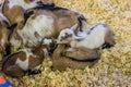 Baby Goats Feeding From Mother In Pen