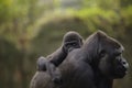 A young baby gorilla on the back of mother Royalty Free Stock Photo