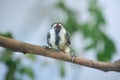 Young baby great tit with grey yellow plumage