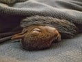 Baby squirrel sleeping under a blanket Royalty Free Stock Photo