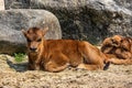 Young baby Heck cattle, Bos primigenius taurus or aurochs in a German park Royalty Free Stock Photo