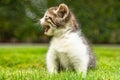 Young baby kitten in garden meowing for mother cat Royalty Free Stock Photo