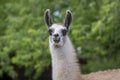 Young baby llama Lama glama portrait, beautiful hairy animal with amazing big eyes, light cream brown white color Royalty Free Stock Photo