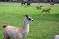 Young baby llama Lama glama portrait, beautiful hairy animal with amazing big eyes, light cream brown white color Royalty Free Stock Photo