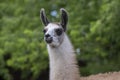 Young baby llama Lama glama portrait, beautiful hairy animal with amazing big eyes, light cream brown white color Royalty Free Stock Photo