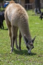 Young baby llama Lama glama portrait, beautiful hairy animal, light cream brown white color, eating grass on pasture Royalty Free Stock Photo