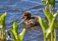 Young baby mallard duck with fresh head wound Royalty Free Stock Photo