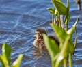 Young baby mallard duck with fresh head wound Royalty Free Stock Photo