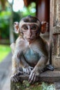 Young Baby Monkey Sitting on a Wooden Ledge in a Natural Environment, Close Up Portrait with Attentive Expression Royalty Free Stock Photo