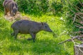 Young baby Northern Babirusa