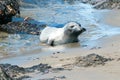 Young Baby Northern Elephant Seal at Piedras Blancas Elephant Seal colony on California Central Coast Royalty Free Stock Photo