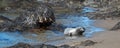 Young Baby Northern Elephant Seal at Piedras Blancas Elephant Seal colony on California Central Coast Royalty Free Stock Photo