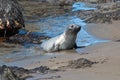 Young Baby Northern Elephant Seal at Piedras Blancas Elephant Seal colony on California Central Coast Royalty Free Stock Photo