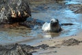 Young Baby Northern Elephant Seal at Piedras Blancas Elephant Seal colony on California Central Coast Royalty Free Stock Photo