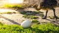 Young baby ostrich is going to big egg laying on the green grass. Royalty Free Stock Photo