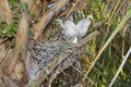 Curious Pair Of Young Snowy Egrets In Their Nest