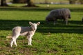 Spring Baby Lamb and Sheep in a Field Royalty Free Stock Photo