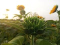 Young Baby Sunflower Ready To Bloom In The Garden. Tropical Flower Garden In Field. Green Background Of  Sunflower In Bloom
