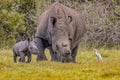 A young baby White Rhino play joyfully with a Cattle Egret alongside his de-horned mother during a safari drive at an african game