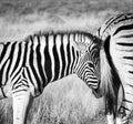 Young baby zebra cuddles with its mother. Royalty Free Stock Photo