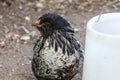 Young Backyard chicken Easter egger Rooster Black, brown and white Royalty Free Stock Photo
