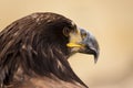 A young bald eagl Royalty Free Stock Photo