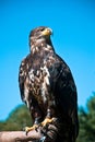 Young bald eagle