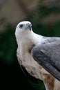 Young Bald Eagle Royalty Free Stock Photo