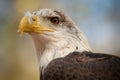 Young Bald Eagle Royalty Free Stock Photo