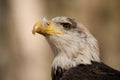 Young Bald Eagle Royalty Free Stock Photo