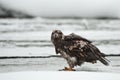 Young Bald eagle Royalty Free Stock Photo