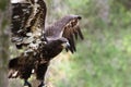 Young Bald Eagle Royalty Free Stock Photo
