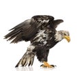 Young Bald Eagle (5 years) - Haliaeetus leucocepha
