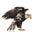 Young Bald Eagle (5 years) - Haliaeetus leucocepha Royalty Free Stock Photo