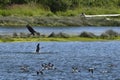 Young Bald Eagle attacking a Canada Goose