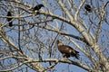 Young Bald Eagle Being Harassed by American Crows Royalty Free Stock Photo