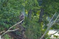 Young Bald Eagle on Branch