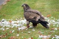 Young bald eagle feeding on seagull Royalty Free Stock Photo