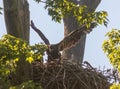 Young bald eagle flapping its wings Royalty Free Stock Photo