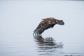 Young Bald Eagle in Flight over Water Royalty Free Stock Photo