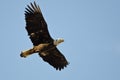 Young Bald Eagle Flying in a Blue Sky Royalty Free Stock Photo