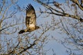 Young Bald Eagle Flying Past the Winter Trees Royalty Free Stock Photo