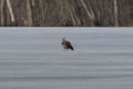 The young Bald Eagle on the frozen lake