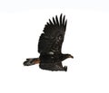 The Young Bald Eagle (Haliaeetus leucocephalus) Royalty Free Stock Photo