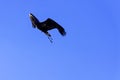 Flying young bald eagle in Warwick, UK Royalty Free Stock Photo