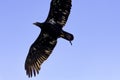 Flying young bald eagle in Warwick, UK Royalty Free Stock Photo