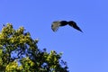 Flying young bald eagle in Warwick, UK Royalty Free Stock Photo