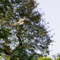 Flying young bald eagle in Warwick, UK Royalty Free Stock Photo
