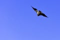 Flying young bald eagle in Warwick, UK Royalty Free Stock Photo