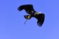 Flying young bald eagle in Warwick, UK Royalty Free Stock Photo